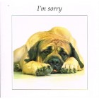 Card - Sorry